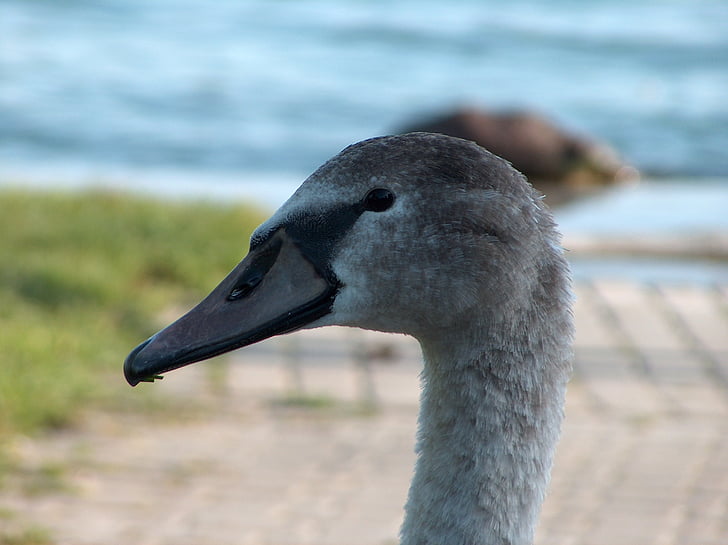 natur, Swan, fugler, vann, Balatonsjøen, Lake, fauna