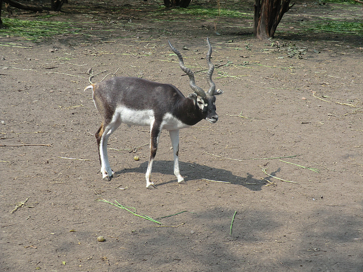 buck nero, antilope, indiano, Zoo di, animale, Safari, fauna selvatica