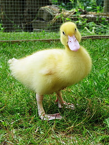 duck, chicks, waterfowl, young bird, yellow, farm, animal