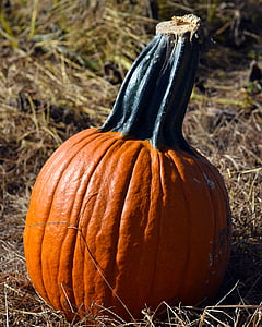 pumpkin, pumpkin patch, orange, autumn, halloween, fall, patch