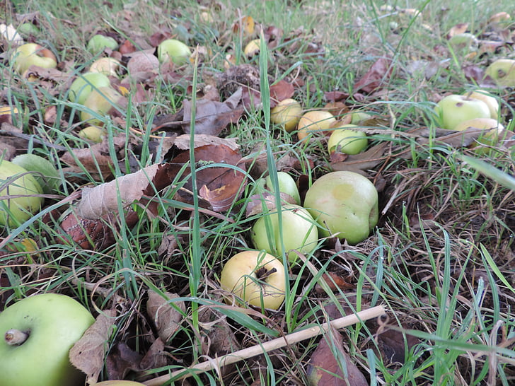Apple, nedfallsfrukt, høst