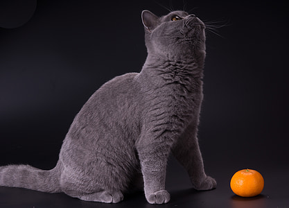 katė, kačiukai, naminių gyvūnėlių, pilka, kačiukas, tikrojo mandarino, naminė katė