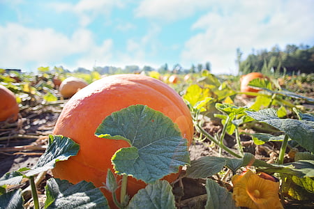 giant pumpkins, pumpkins, autumn, fall, orange, harvest, season