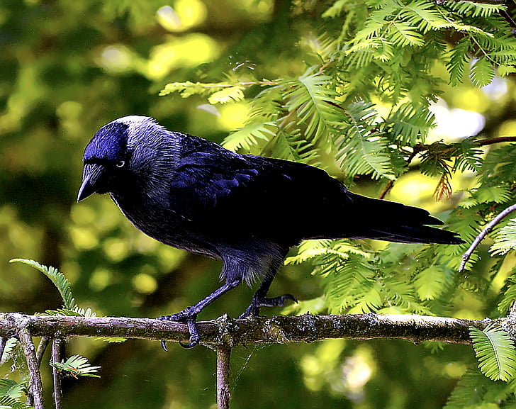 pájaro, Grajilla, negro, Raven ave, naturaleza, animal, pluma