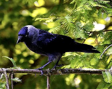 fågel, Kajan, svart, Raven fågel, naturen, djur, fjäder