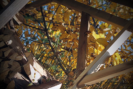 rudenį, medienos, sezono metu, lauko, rudenį, lapų, rudens lapų