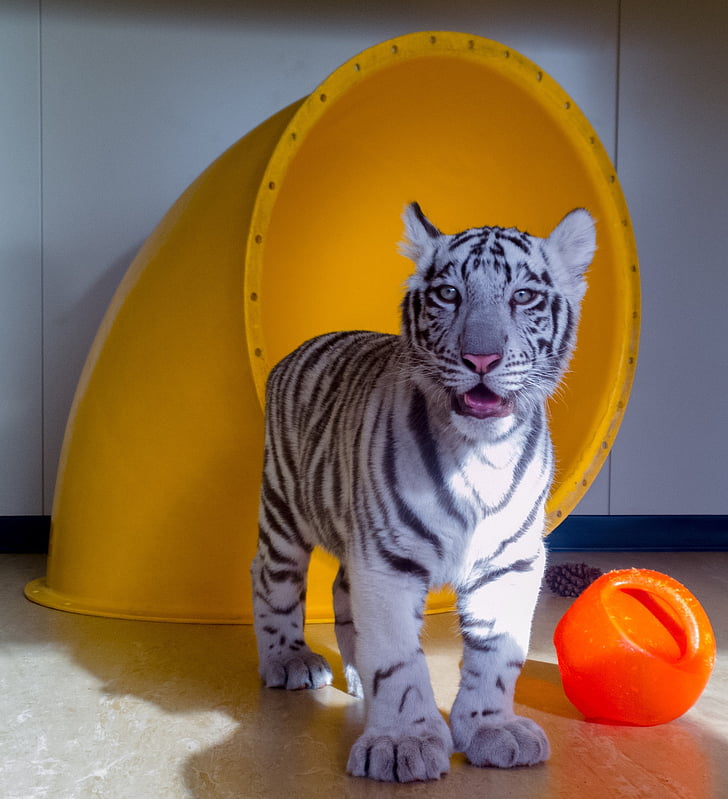 Tiger cub, vit, Baby, katt, Feline, päls, leksaker