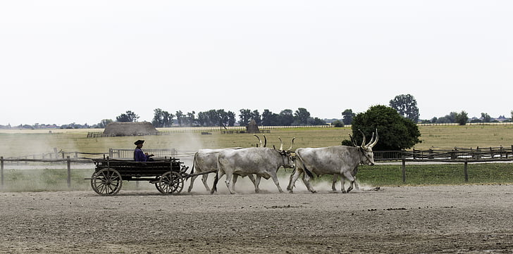 hungarian ox cart, 4 in hand, yoked and harnessed, driver, dust cloud