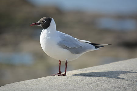seagull, tern, animals, wild, bird, animal, ornithology