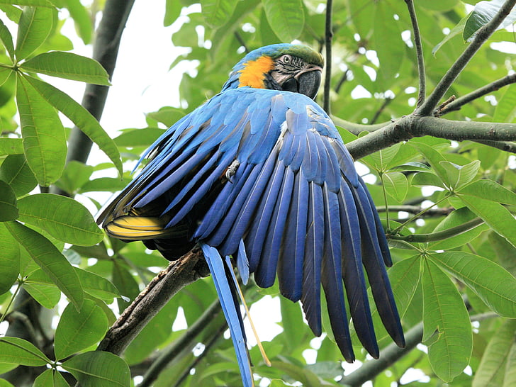 modrá a žltá macaw, papagáj, Modrý vták, vták, zobák, farebné, papagáj