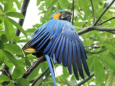 blue and yellow macaw, parrot, blue bird, bird, beak, colorful, macaw