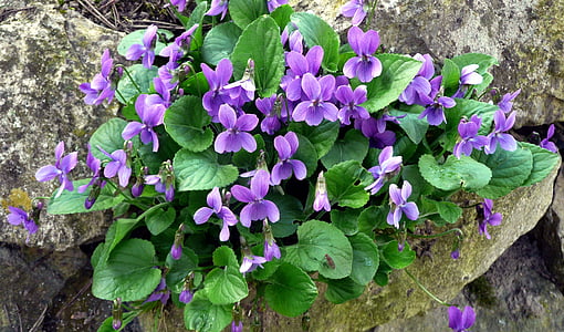 violet, printemps, signe avant-coureur du printemps, jardin, jardin de Pierre, odeur, plante