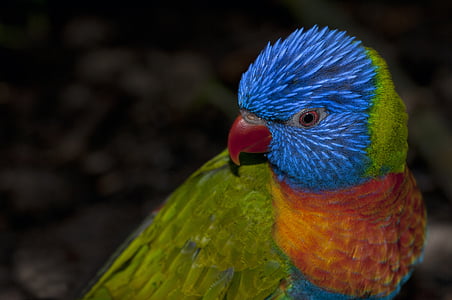 многоцветен Лори, дъга папагал, папагал, цветове, клюн, птица, животни