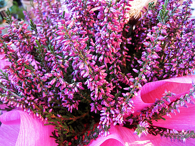 ειδωλολατρική ποτ, Φθινοπωρινά λουλούδια, herbstplanze, το φθινόπωρο, herbstdeko, Φθινοπωρινή διακόσμηση, Heide