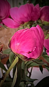 peony, bud, closed, ornamental plant, flower, shrub, dark pink