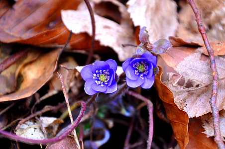 Hepatica nobilis, forår, blå, natur, plante, blomst, blad
