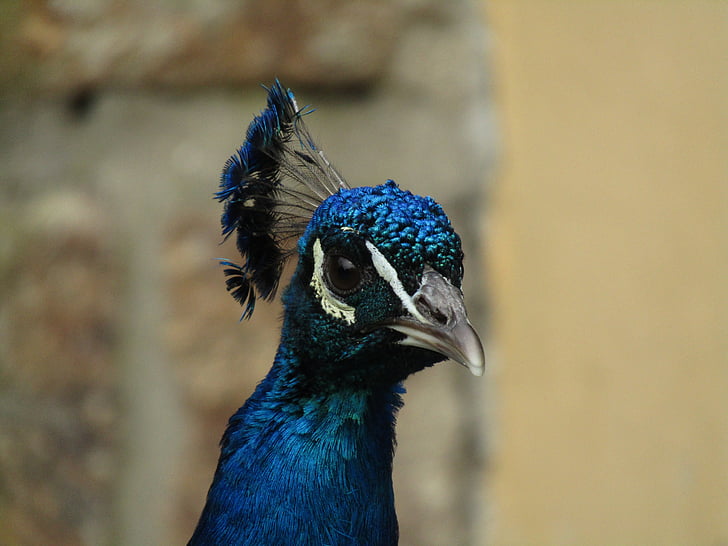 pavo real, Parque zoológico, pájaro, pluma, animal, azul