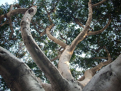 дърво, Калифорния, САЩ, Лос Анджелис, Америка, природата, на открито