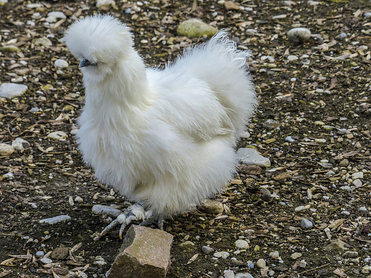 chicken, fluffy, downs, white, feathered, animal, natural