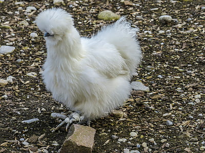 pollastre, suau i esponjosa, baixades, blanc, plomes, animal, natural