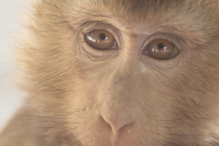 μαϊμού, Συγνώμη, μόνη, φυλακίστηκε, αγκαλιά, χρησιμοποιώντας, στο εξωτερικό