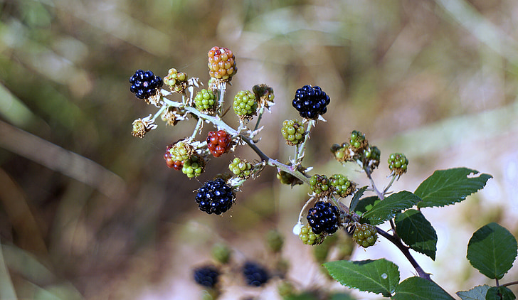 blackberries, berries, red, fruit, wild, blackberry, fruits of the forest