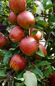 apel, buah, pohon apel, Makanan, sehat, organik, segar