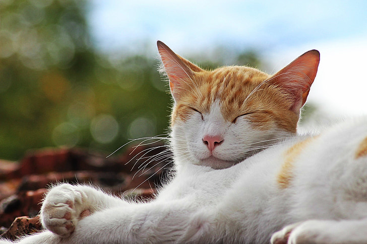 kočka, slunce, spánek, pohoda