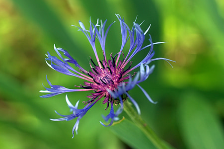 blueberry, flower, garden, nature, blue, plant, close-up
