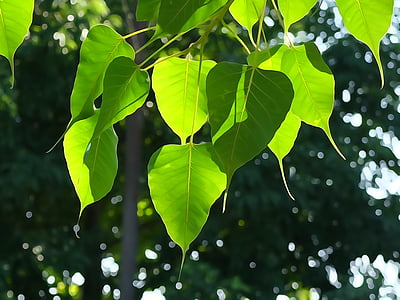 feuilles de Bodhi, feuille d’arbre, vert, bouddhisme, lumière, Propriétés, Couleur