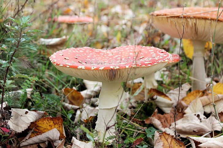cogumelo, vermelho com pontos brancos, Outono, agaric, fungo, natureza, floresta