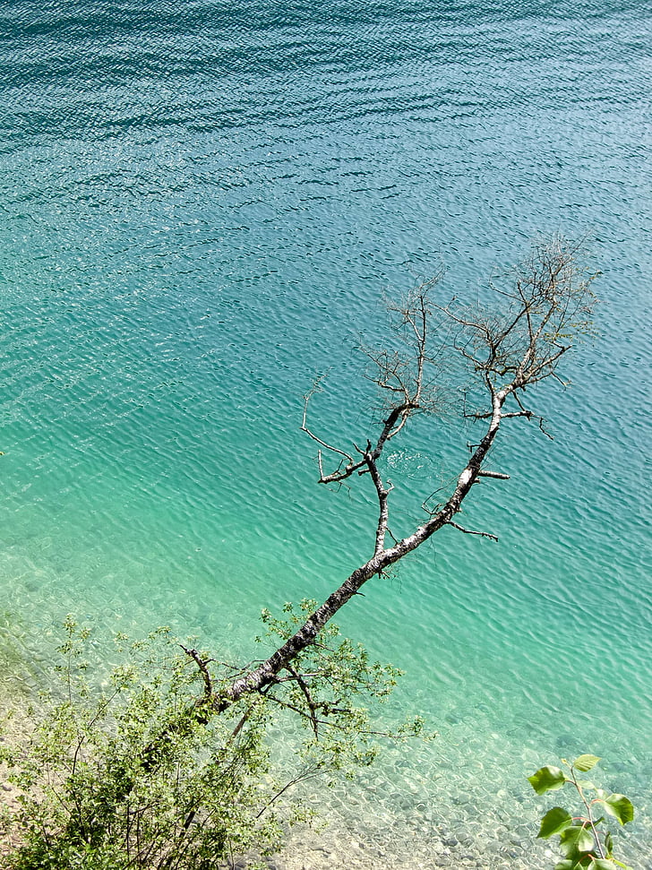 vode, priroda, grana, jezero, Rijeka, krajolik