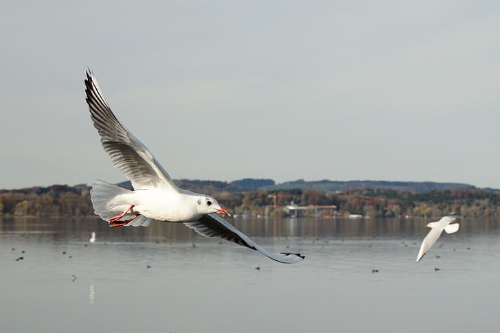 seagull, bird, fly, dom, sky, lake, feather