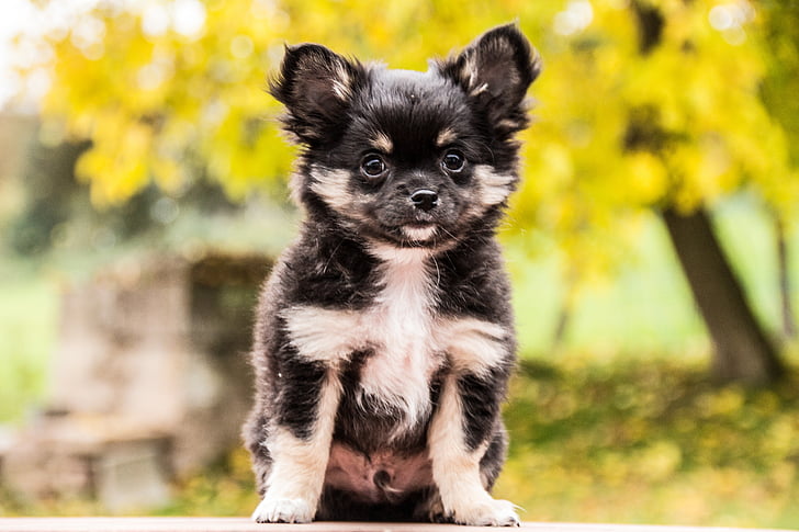 Chihuahua, psi, životinje, štenci, slatka, Chihuahua štene, Kućni ljubimci