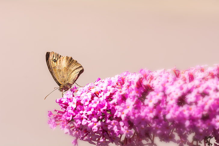 lilac, summer lilac, pink, blossom, bloom, butterfly, meadow brown