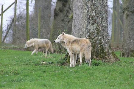 wolfs, ป่า, สวนสัตว์