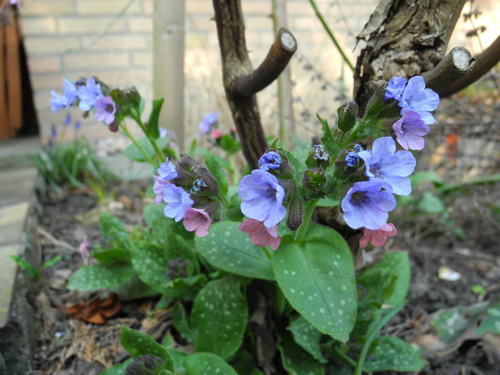 flowers, blue, lungwort, garden
