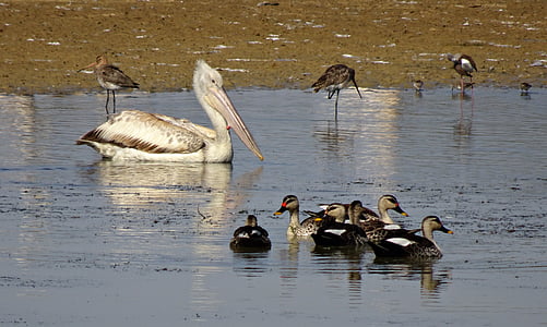 pelican, bird, duck, spot-billed, ornithology, wildlife, nature