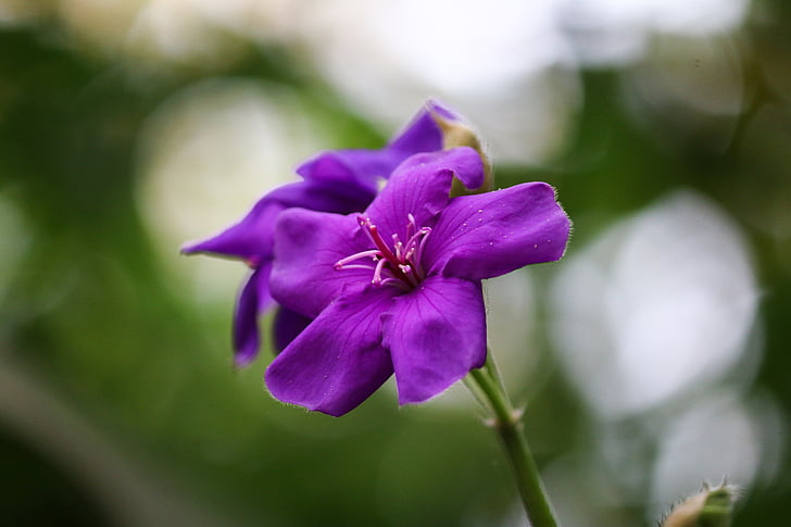tibouchina, flower, violet, nature, garden, plant, petal