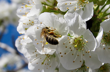 дърво, пчела, цвете, Градина, природата, Блосъм, бяло