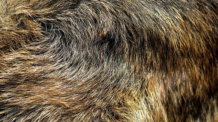 Schæferhund, Fur, Wolf, Alsace