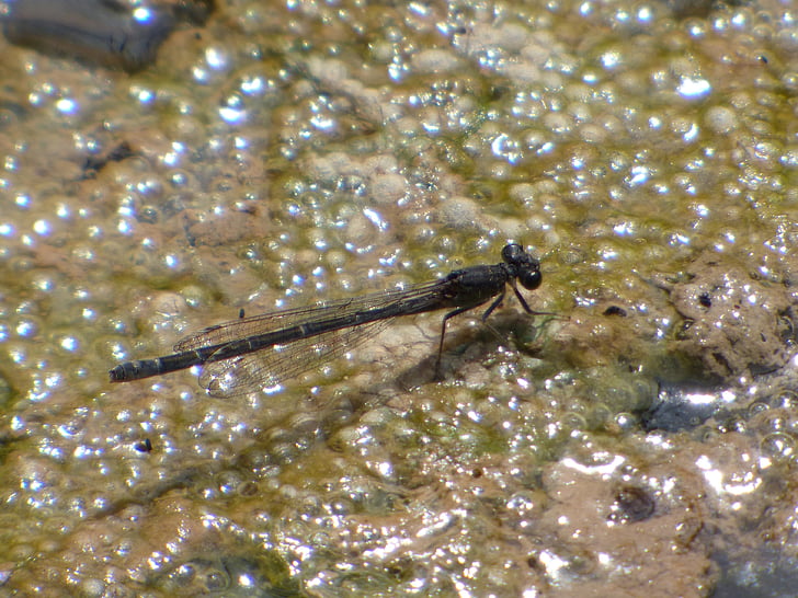 Dragonfly, Juffers, zwarte dragonfly, Wetland, algen, Sympecma fusca, insect