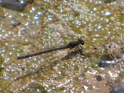 Dragonfly, Vandnymfe, sort dragonfly, vådområde, alger, Sympecma fusca, insekt