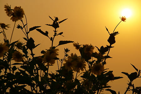 solen, blomma, landskap, naturen, gul, fältet