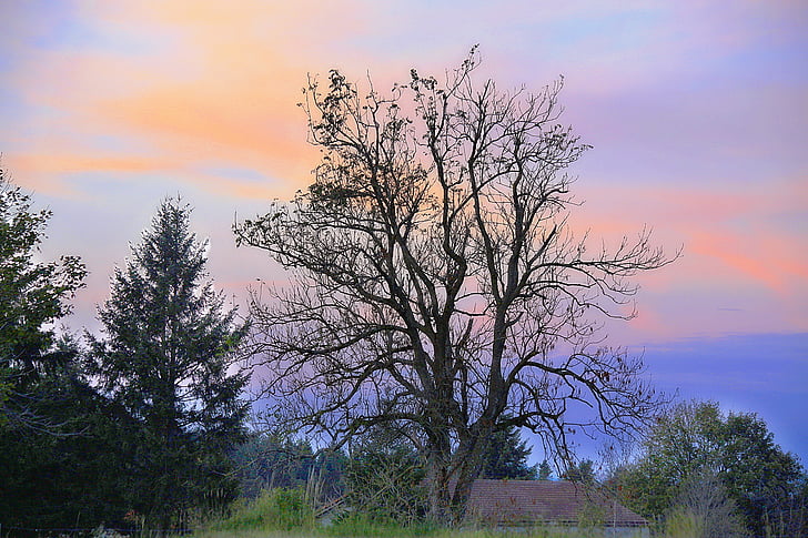 Landschaft, Natur, Baum, Feld, Holz