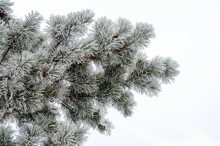 pine, frost, white background, needles, snow, branch, tree