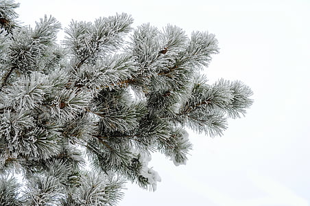 borovice, mráz, bílé pozadí, jehly, sníh, větev, strom