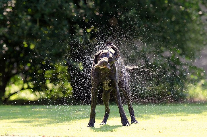 pas, trese slika, schüttelnder pas, Njemačka kratka kosa, lovački pas