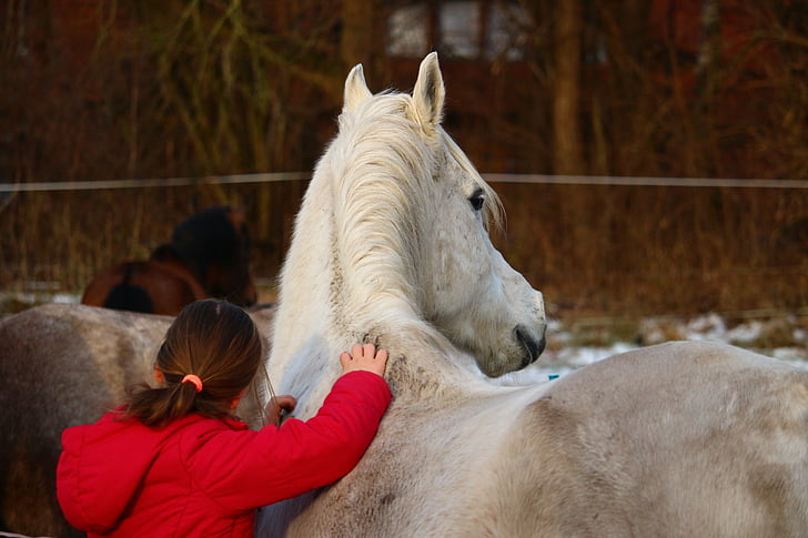 άλογο, μούχλα, Κορίτσι, φιλία, Χειμώνας, καθαρόαιμο Περσικό, κεφάλι αλόγου