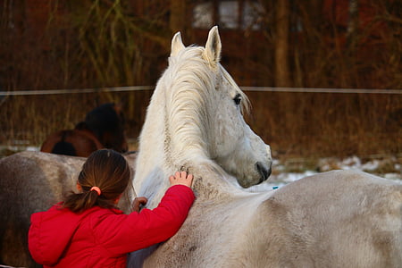 con ngựa, nấm mốc, Cô bé, tình bạn, mùa đông, Thoroughbred ả Rập, ngựa đầu